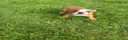 English Bulldog dogs for sale: English Bulldog Puppies  - Advert 18