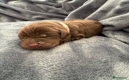 Labrador Retriever dogs for sale: Beautiful Chocolate Labrador Puppies - Image 8