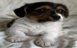 Jack Russell dogs for sale: Mini Jack Russell Terrier puppy - Image 7