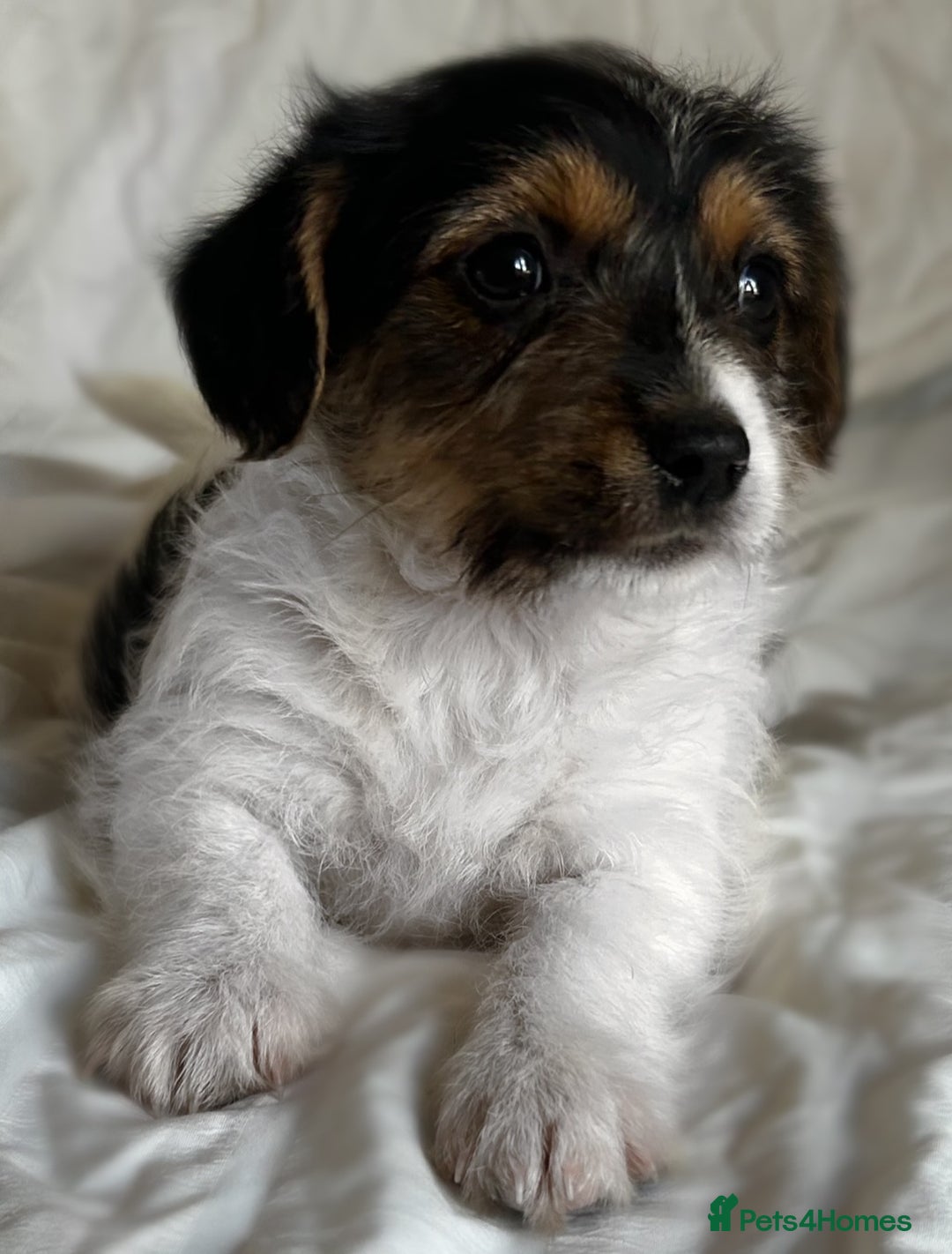 Jack Russell dogs for sale: Mini Jack Russell Terrier puppy - Image 7