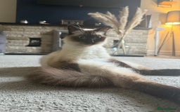 Ragdoll cats for sale: Ragdoll kittens for sale  - Image 8
