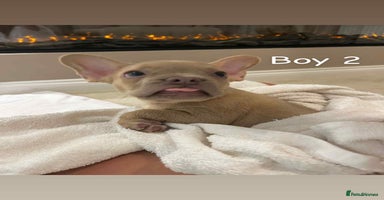 French Bulldog dogs - Advert 12