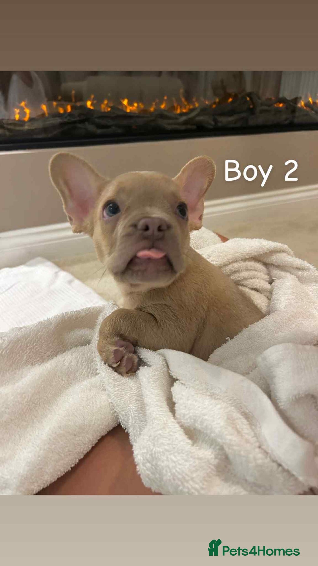 French Bulldog dogs for sale: FRENCH BULLDOG puppies 🐶  - Image 2