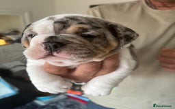 English Bulldog dogs for sale: We have 3 beautiful Bulldog girls  - Image 3