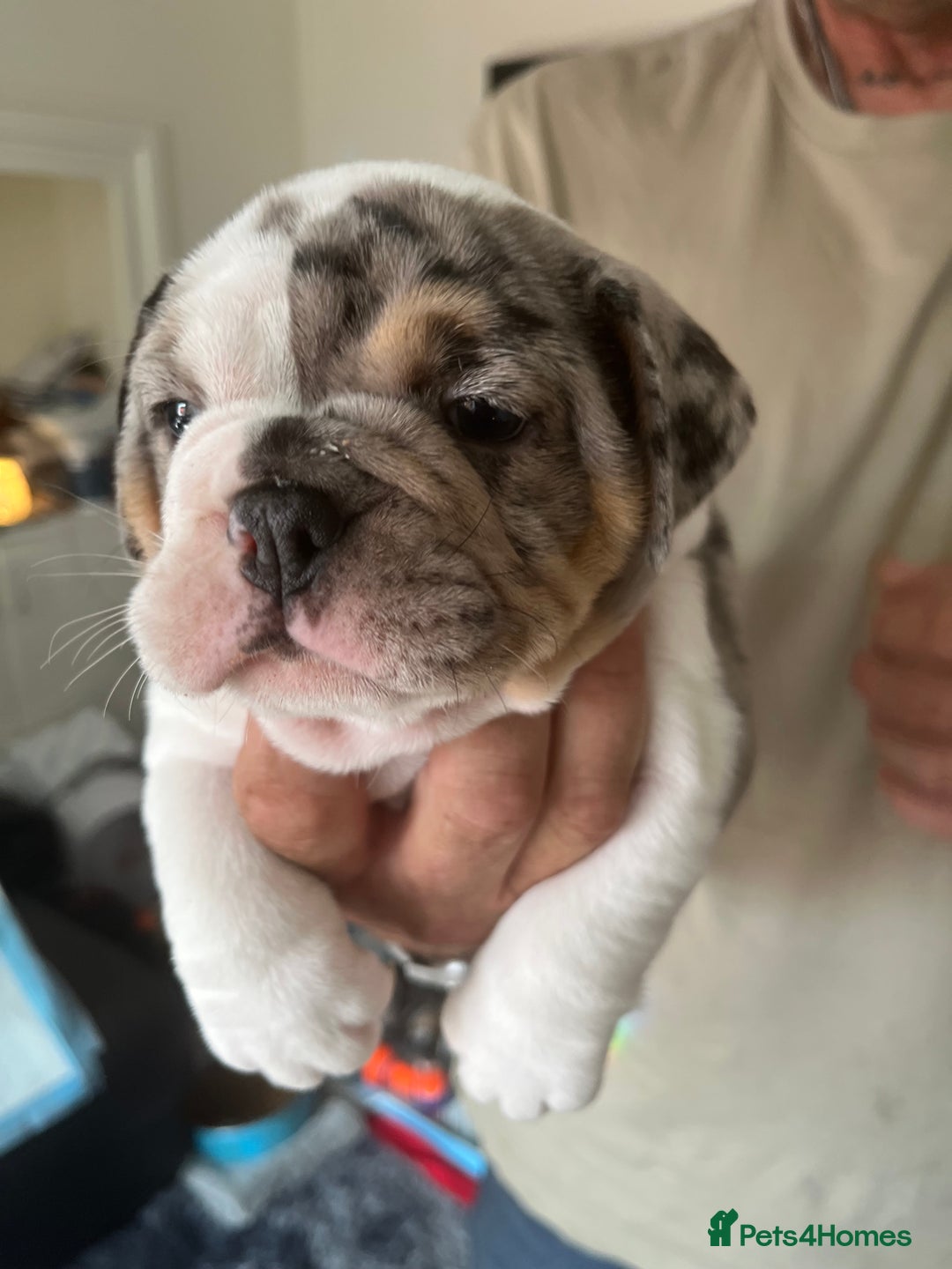English Bulldog dogs for sale: We have 3 beautiful Bulldog girls  - Image 3