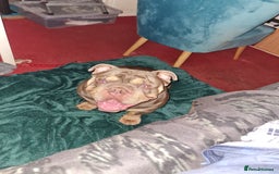 English Bulldog dogs for sale: GHOST - English bulldog  - Image 14