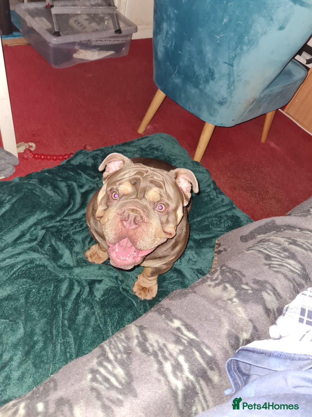 English Bulldog dogs for sale: GHOST - English bulldog  - Image 14