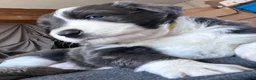Border Collie dogs for sale: Border collie slate merle and blue or lilac pups in Grantham - Advert 5