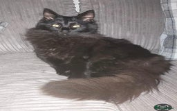 Maine Coon cats for sale: Maine coon kittens - Image 6