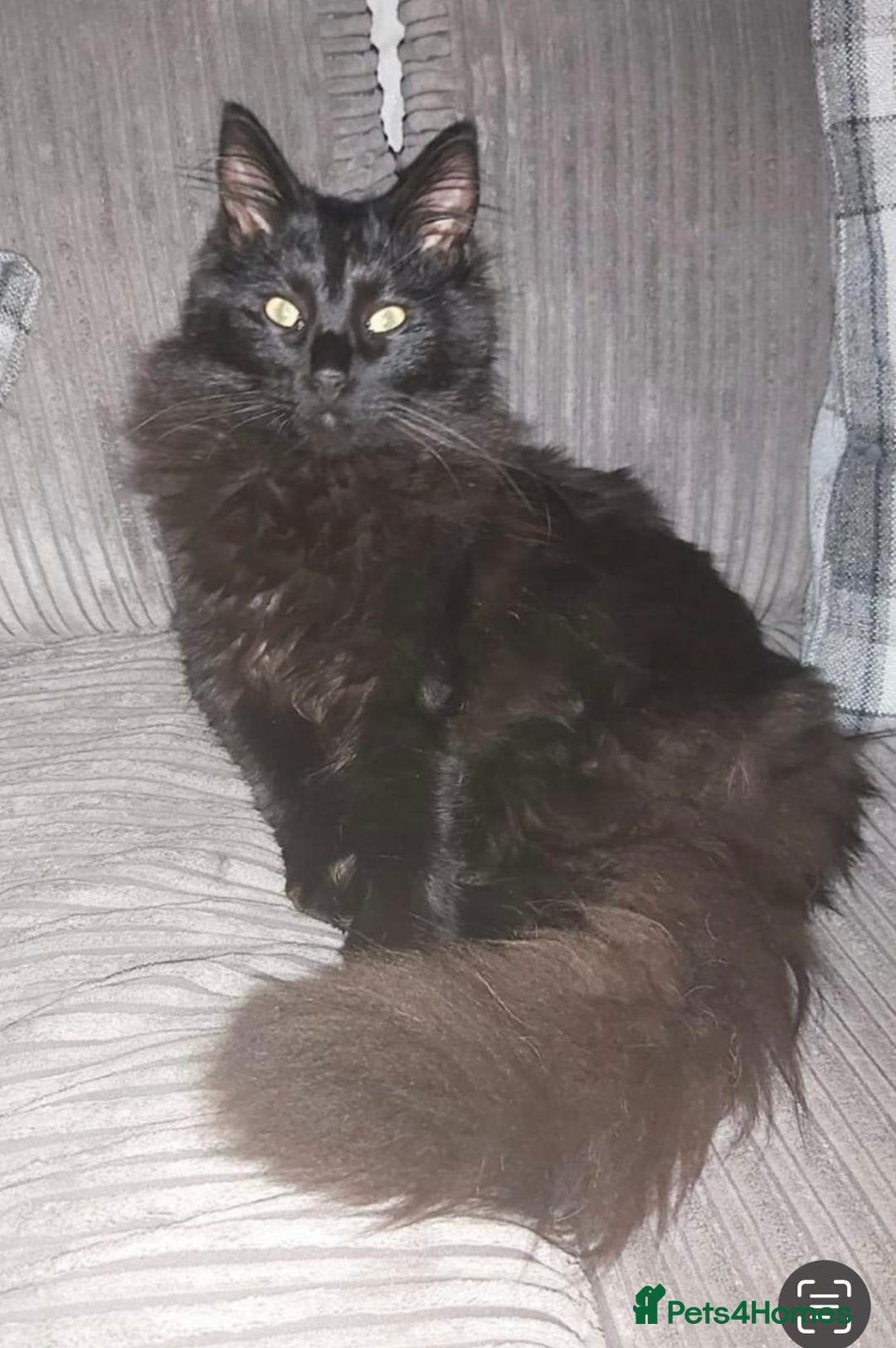 Maine Coon cats for sale: Maine coon kittens - Image 6