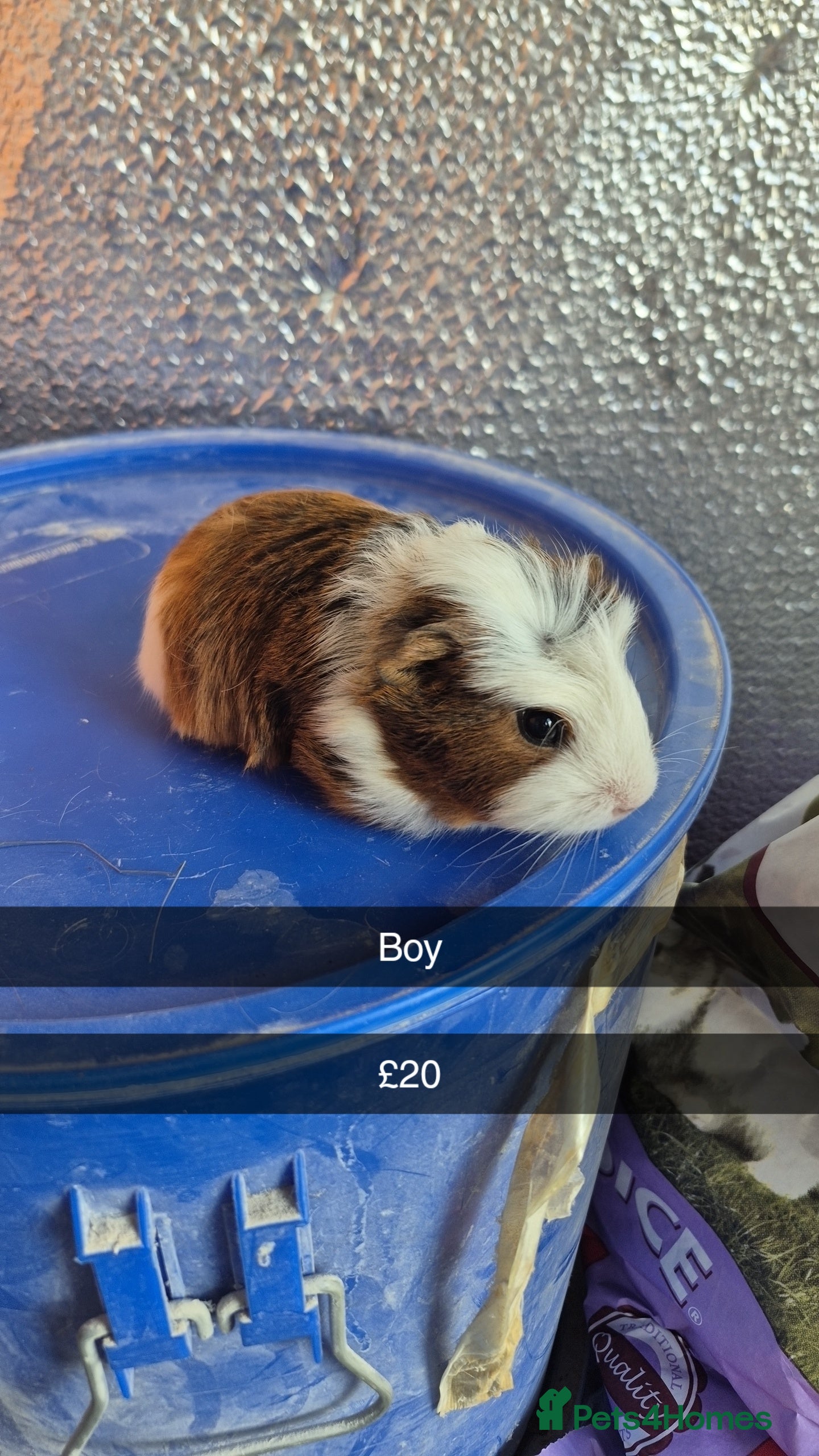 Guinea Pig rodents Baby Guniea Pigs  - Advert 1