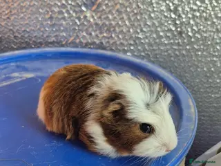 Guinea Pig rodents Baby Guniea Pigs - Advert 1