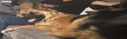 German Shepherd dogs for sale: 4 Male German shepherd puppies - Advert 1