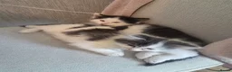 Mixed Breed cats for sale: Two gorgeous angels need a forever home  in Witney - Advert 2