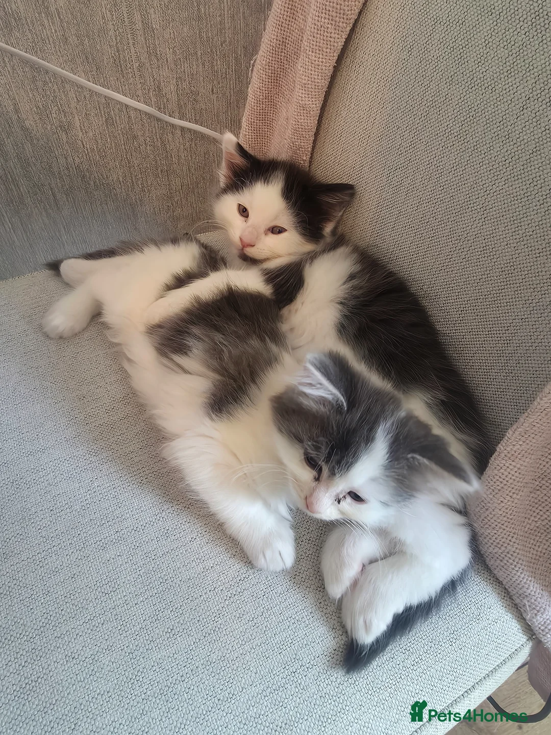 Mixed Breed cats for sale: Two gorgeous angels need a forever home  in Witney - Advert 2