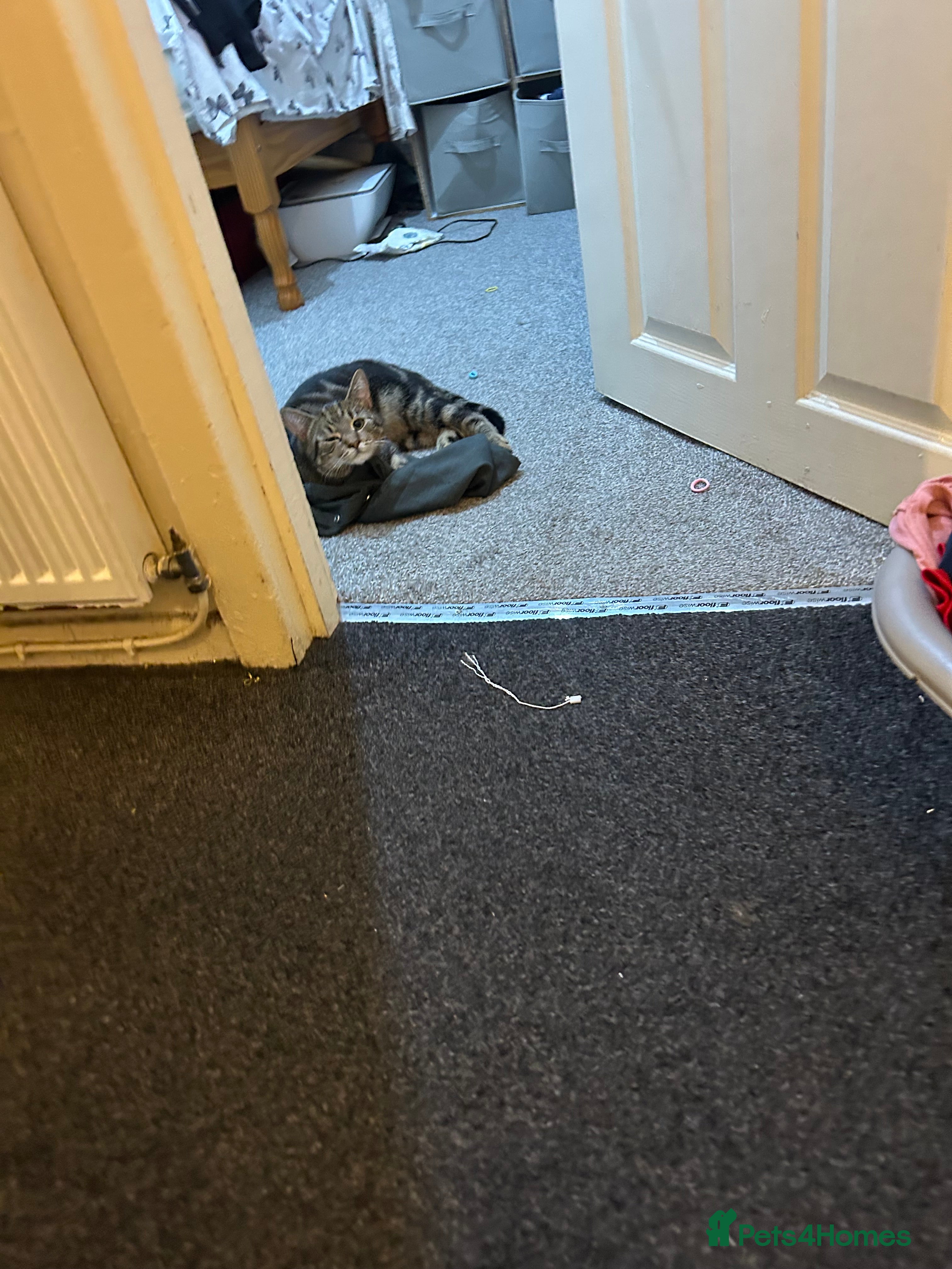 Bengal cats Male cat  - Advert 16