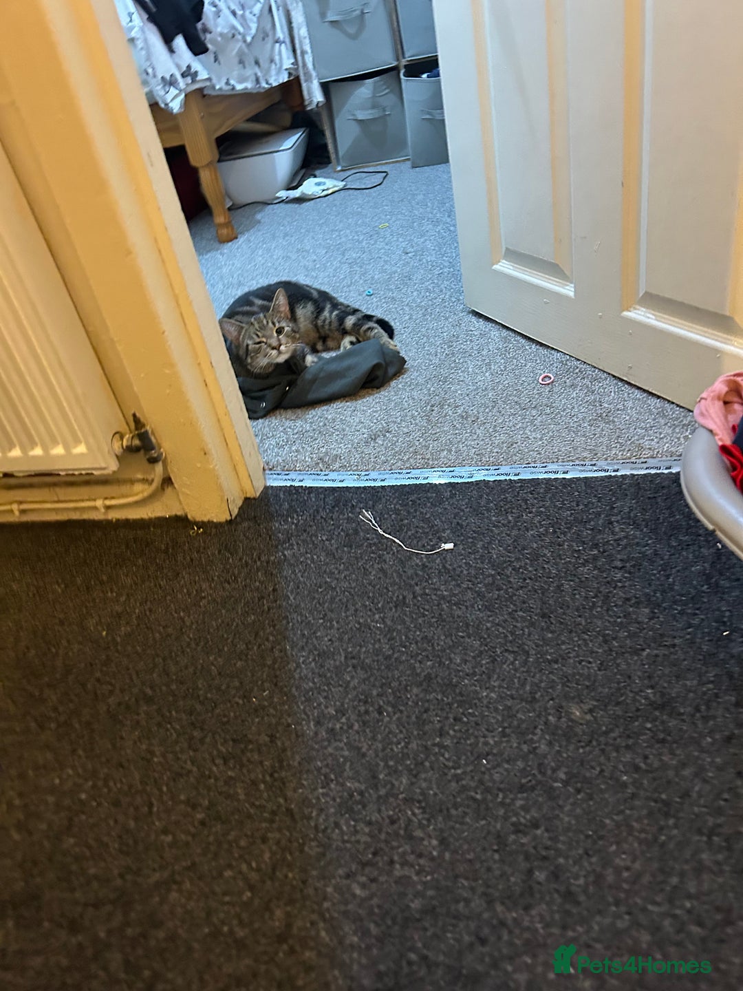 Bengal cats for sale: Male cat  - Advert 1