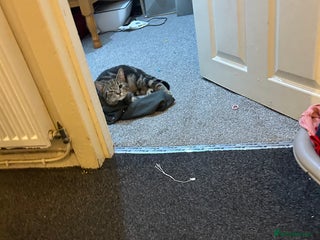 Bengal cats Male cat - Advert 1