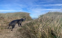 Whippet dogs for stud: Striking blue whippet stud in Banbury - Image 5