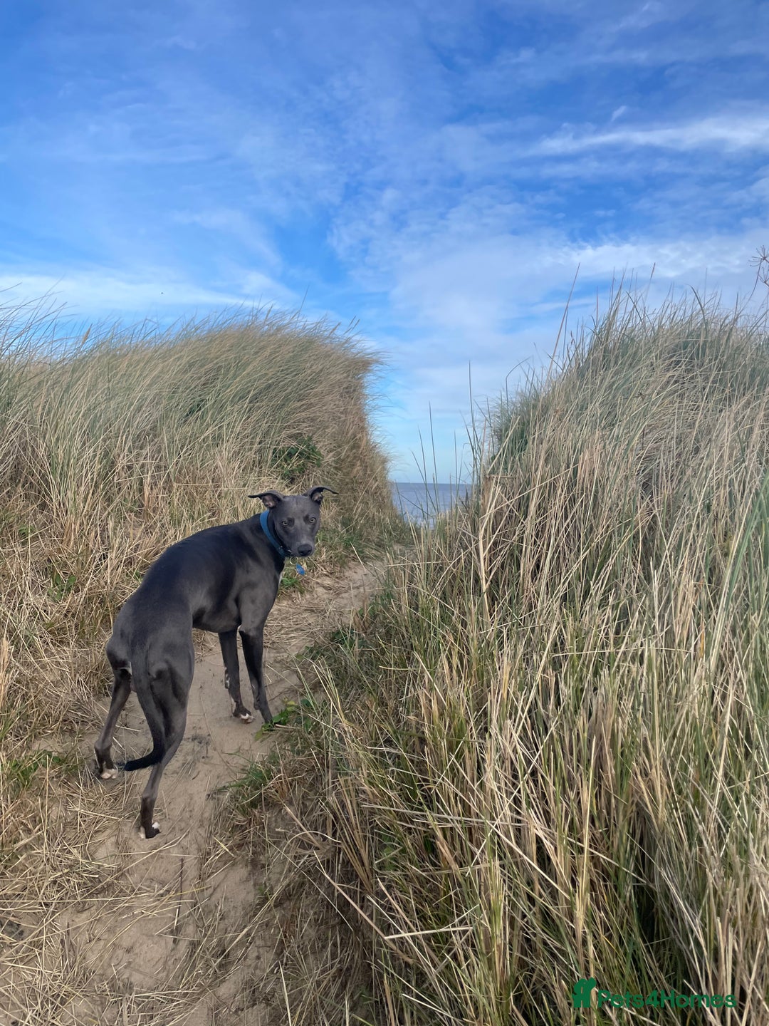 Whippet dogs for stud: Striking blue whippet stud in Banbury - Image 5