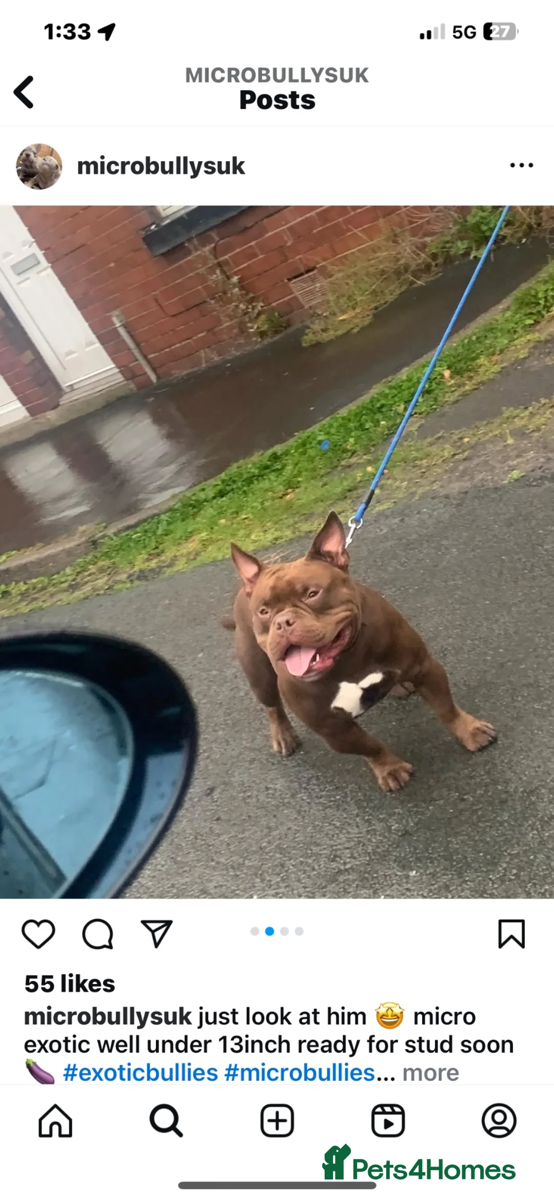 American Bully dogs for sale: Micro bulldog male  - Advert 5