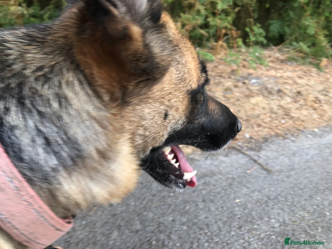Mixed Breed dogs for sale: German Shepherd bitch family and farm guard dog - Advert 2