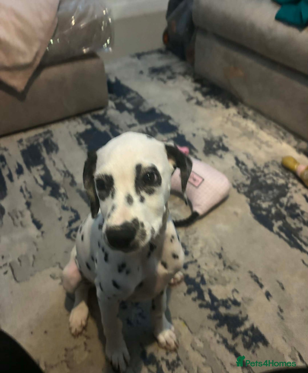Dalmatian dogs for sale: Dalmatian female  - Advert 2