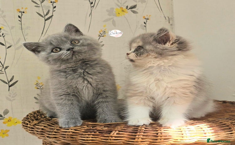 British Shorthair cats - Advert 7