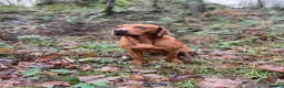 Labrador Retriever dogs for sale: Fox Red Labradors  - Advert 8