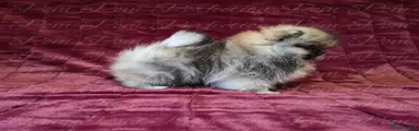 Pomeranian 3