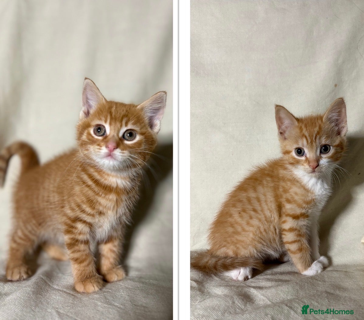 Mixed Breed cats 2 Ginger Kittens ready to leave now!! - Advert 6