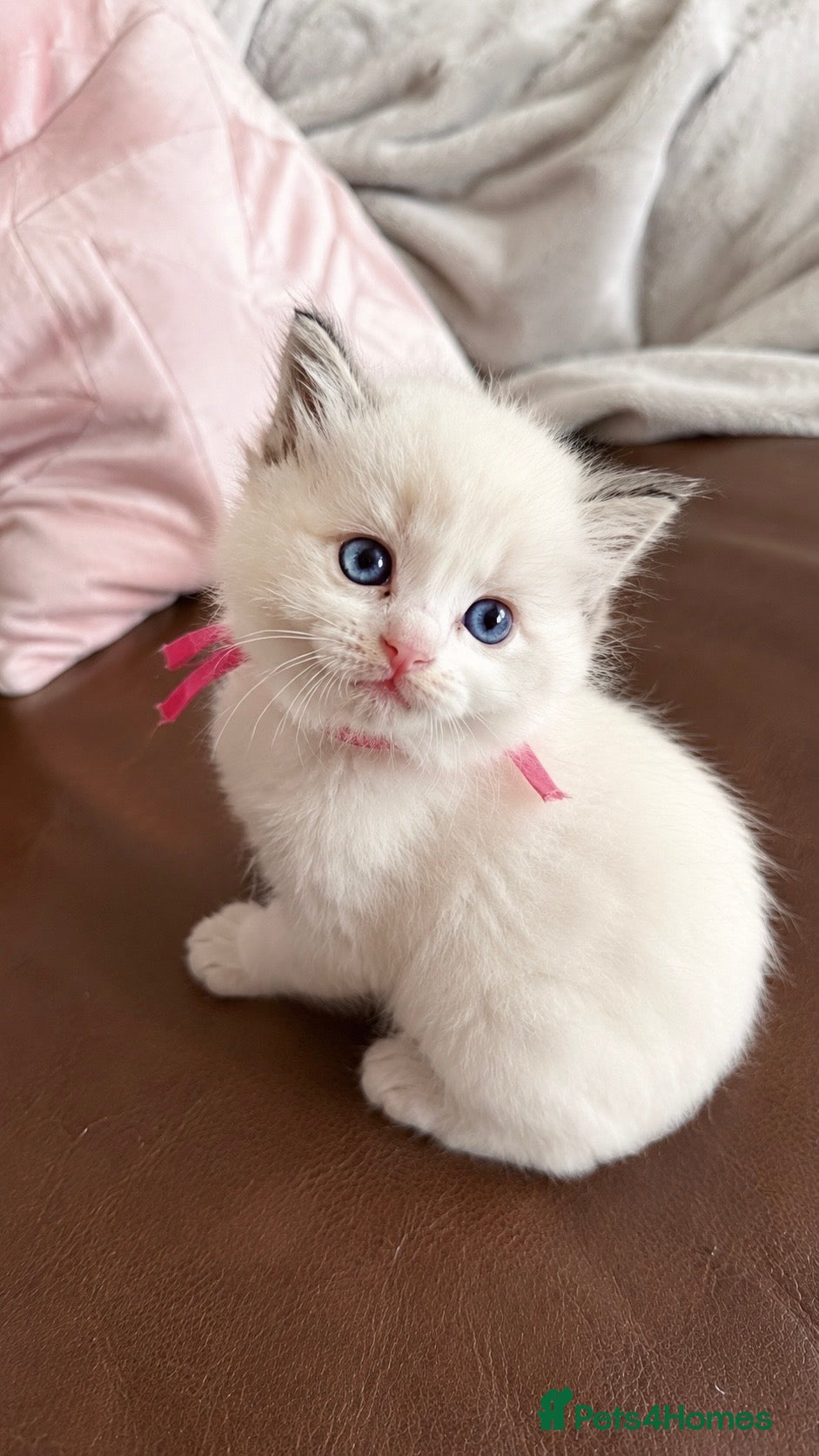 Ragdoll cats Bi colour Ragdoll female   - Advert 7