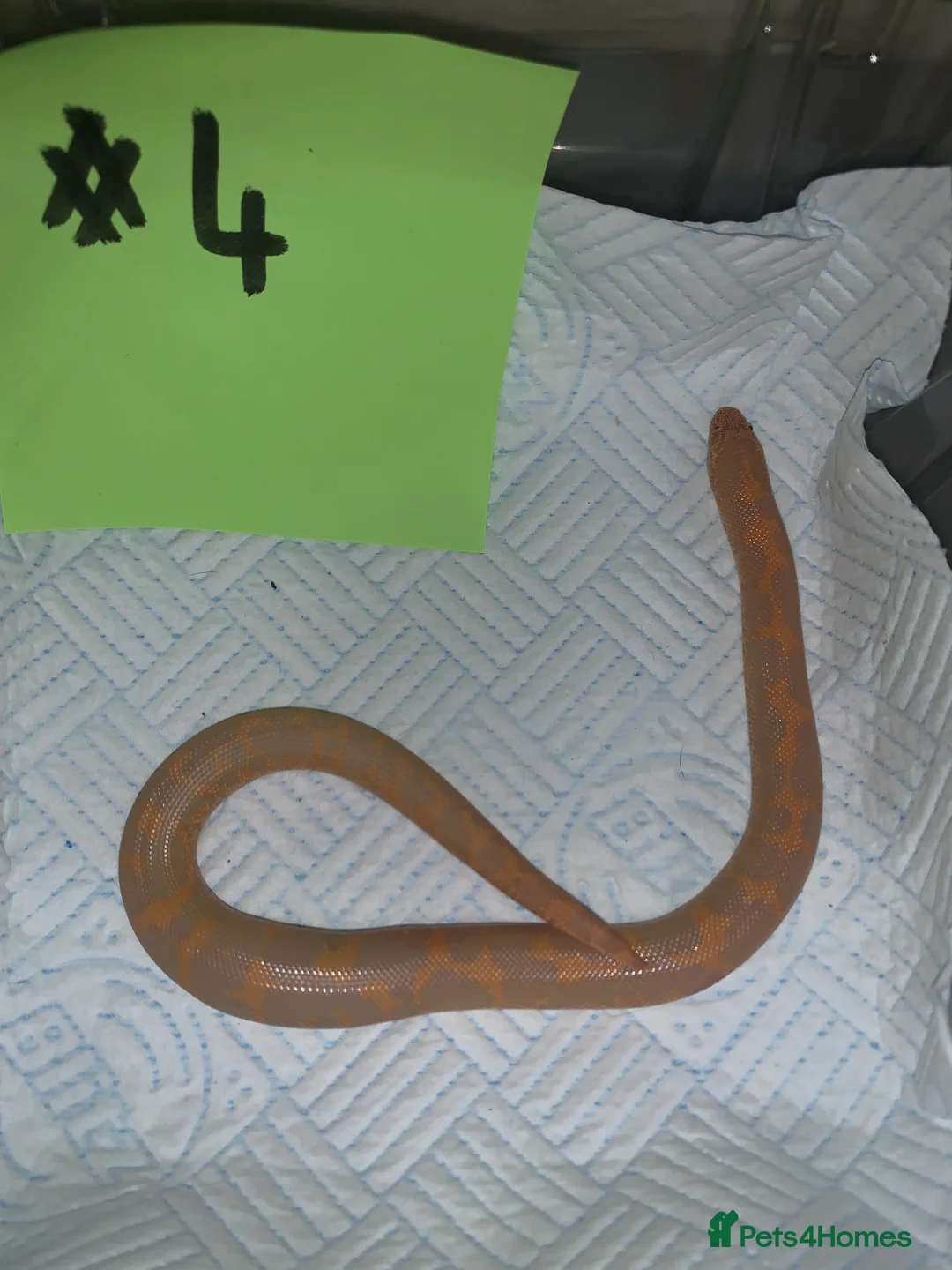Boa Snake reptiles for sale: Kenyan sand boas for sale Essex  - Advert 4