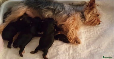 Morkie dogs - Advert 3