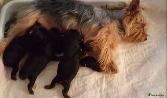 Morkie dogs - Advert 3