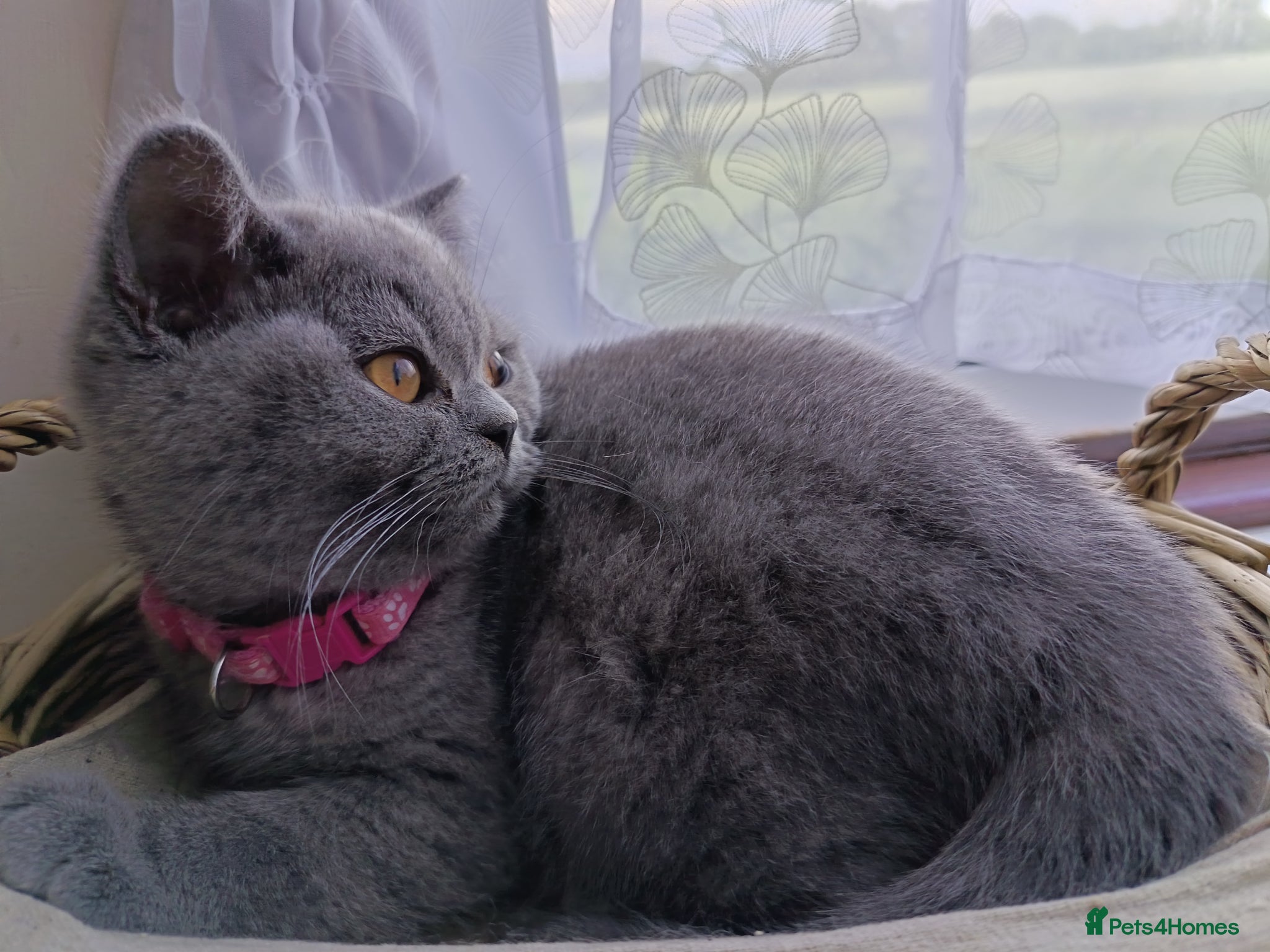 British Shorthair cats Ready to go. Gccf registered blue BSH kittens - Advert 1