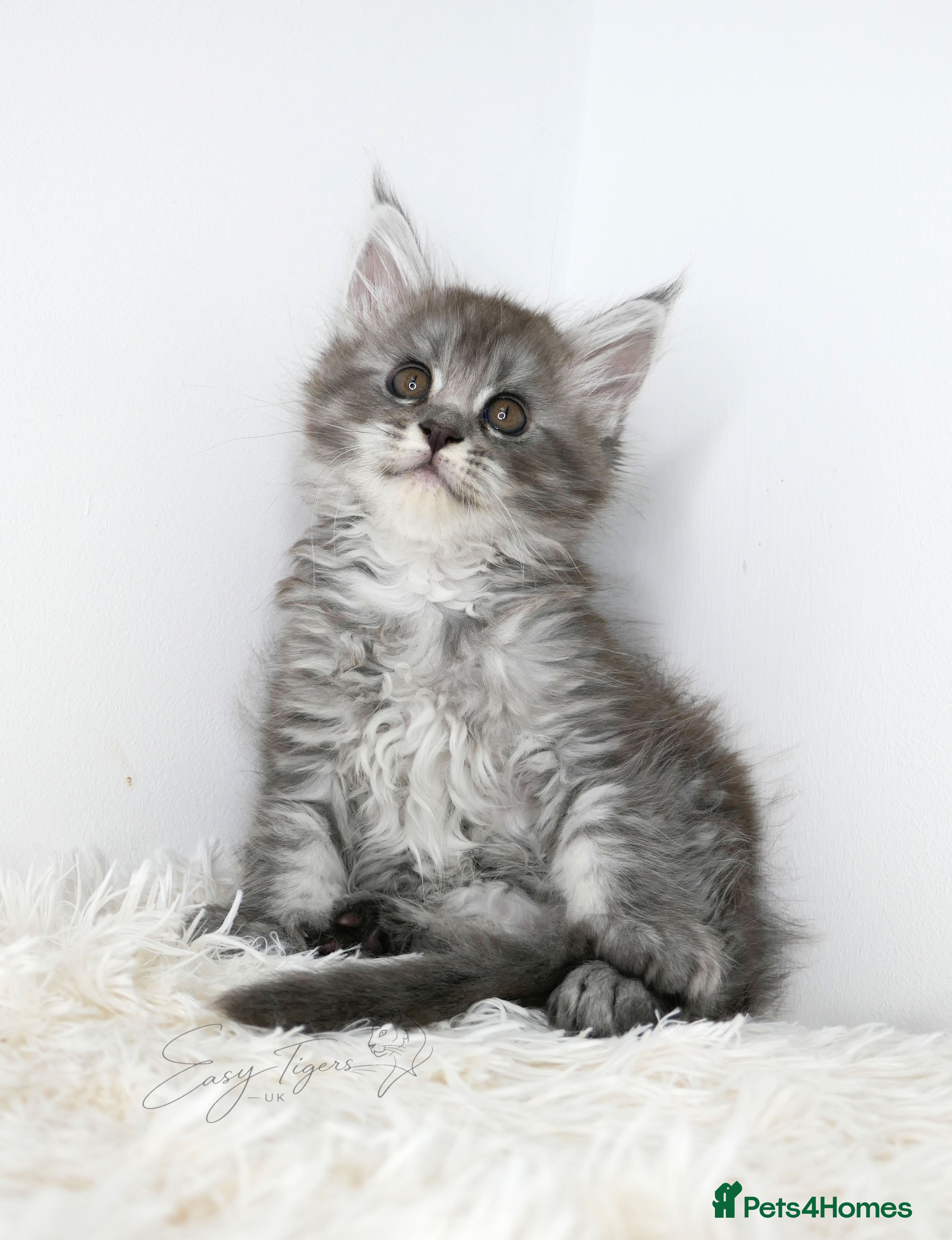 Maine Coon cats Beautiful Maine Coon kittens ( polydactyl)  - Advert 16