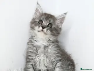 Maine Coon cats Beautiful Maine Coon kittens ( polydactyl) - Advert 1