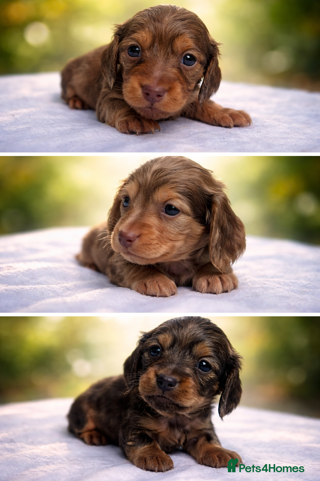 Miniature Dachshund dogs Cream/Dapple Mini Long Haired Dachshund Puppies   - Advert 7