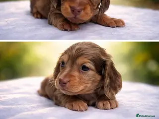 Miniature Dachshund dogs Cream/Dapple Mini Long Haired Dachshund Puppies - Advert 7
