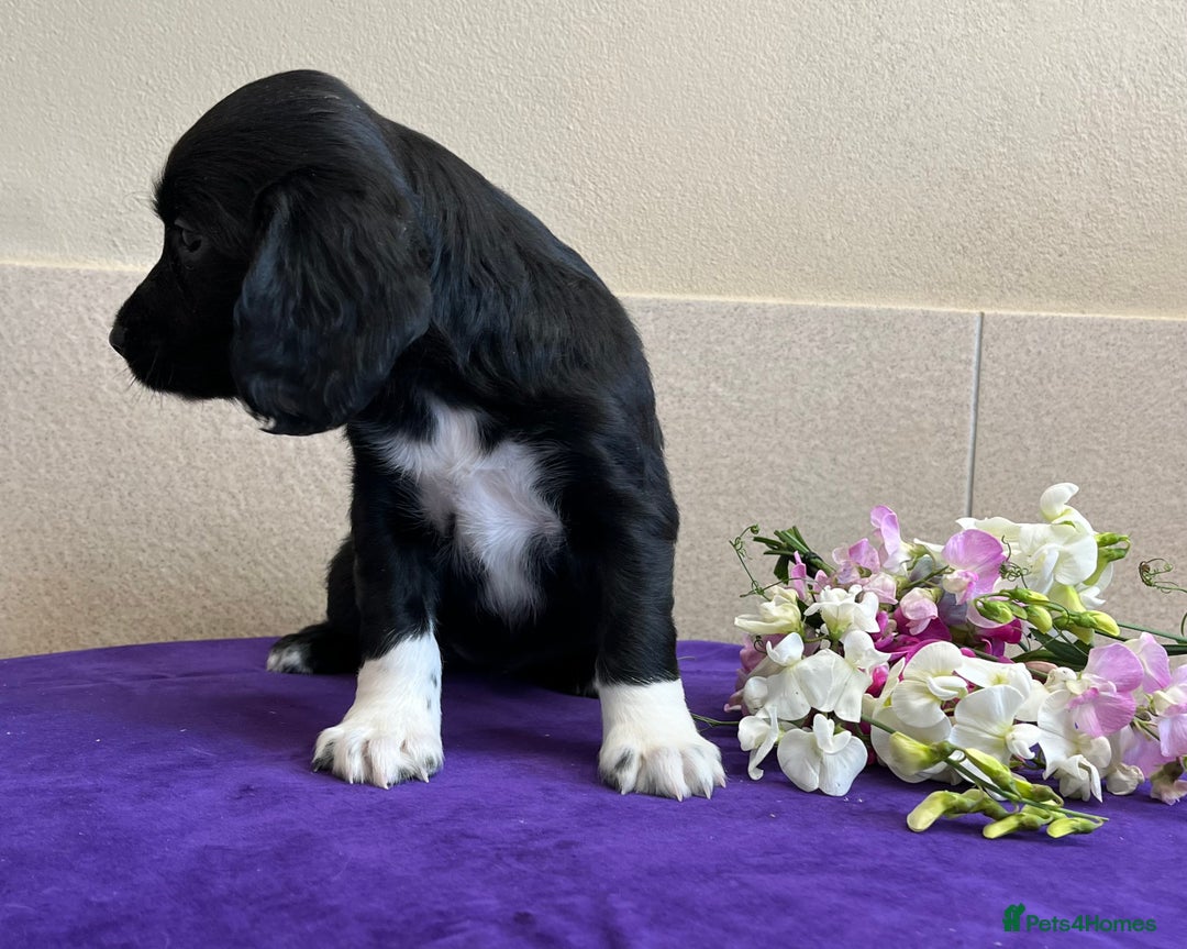 Sprocker dogs for sale: My sweet peas SPECIAL indeed x - Image 3