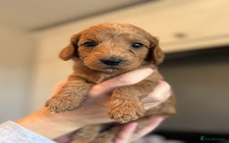 Cockapoo dogs for sale: Stunning litter of F1bb cockapoo’s  - Advert 6