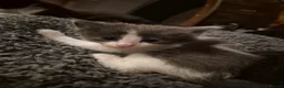 Norwegian Forest Cat cats for sale: Ragdoll x Norwegian forest kittens - Advert 10