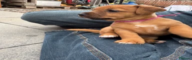 Patterjack 2