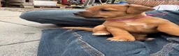Patterjack dogs for sale: Patterjack puppy’s looking for loving home  - Advert 33