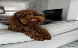 Miniature Poodle dogs for stud: KC health tested dog via POLICE K9 behaviourist - Image 19