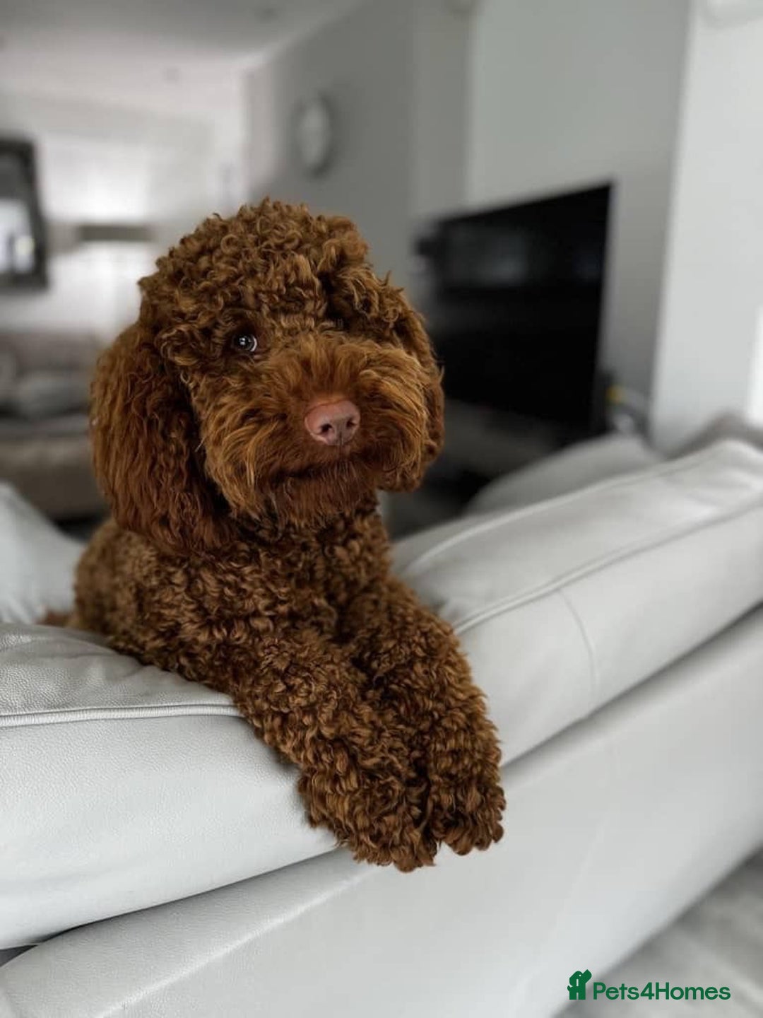 Miniature Poodle dogs for stud: KC health tested dog via POLICE K9 behaviourist - Image 19