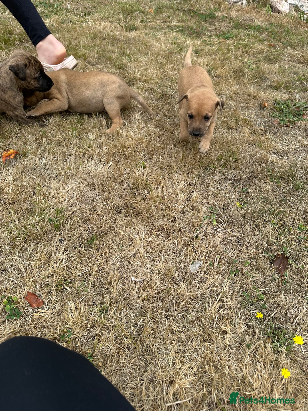Mixed Breed dogs for sale: Whippet * patterdale  - Image 4