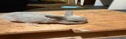 Mini Lop rabbits for sale: Pure Bred Mini Lop Rabbits. 1 blue+ 3 grey/white. - Advert 6