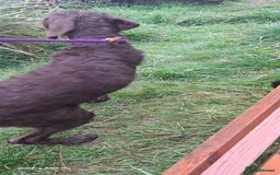 Mixed Breed dogs for sale: Doodle pointerpoodle boy in Cumnock - Image 4